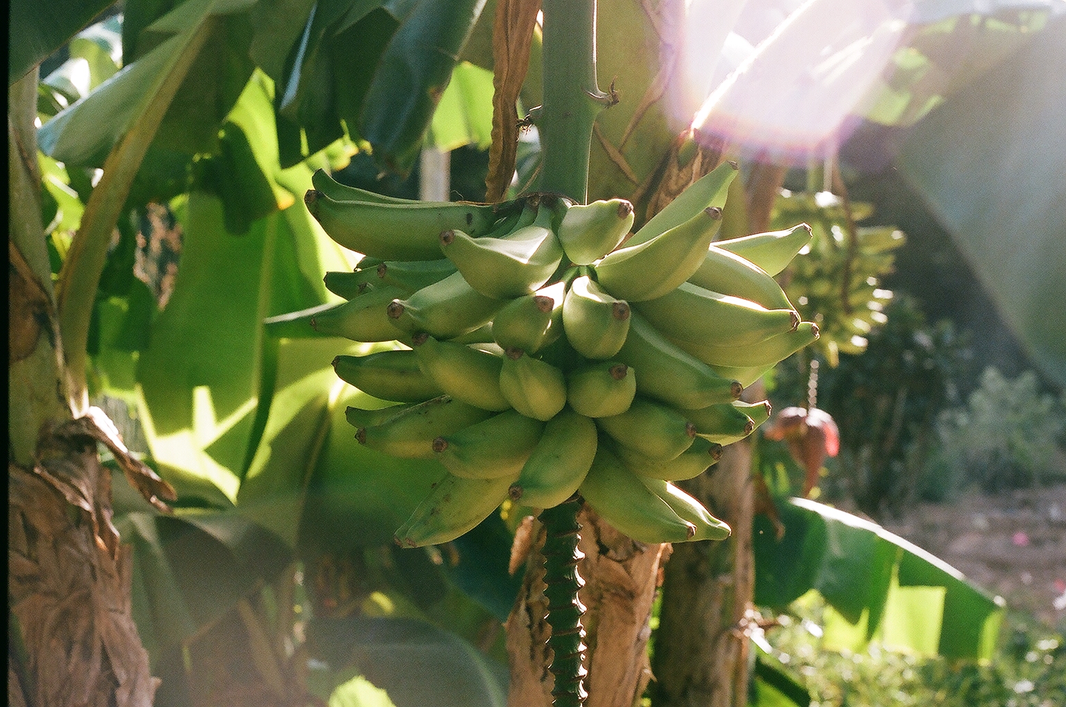A backlit cluster of green bananas hanging on the tree