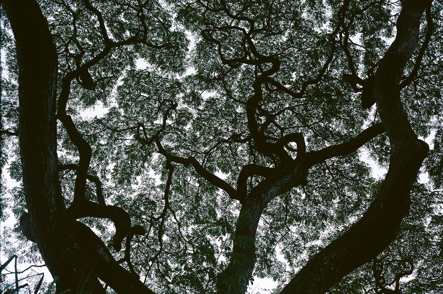 Photograph — Honolulu, Hawaii