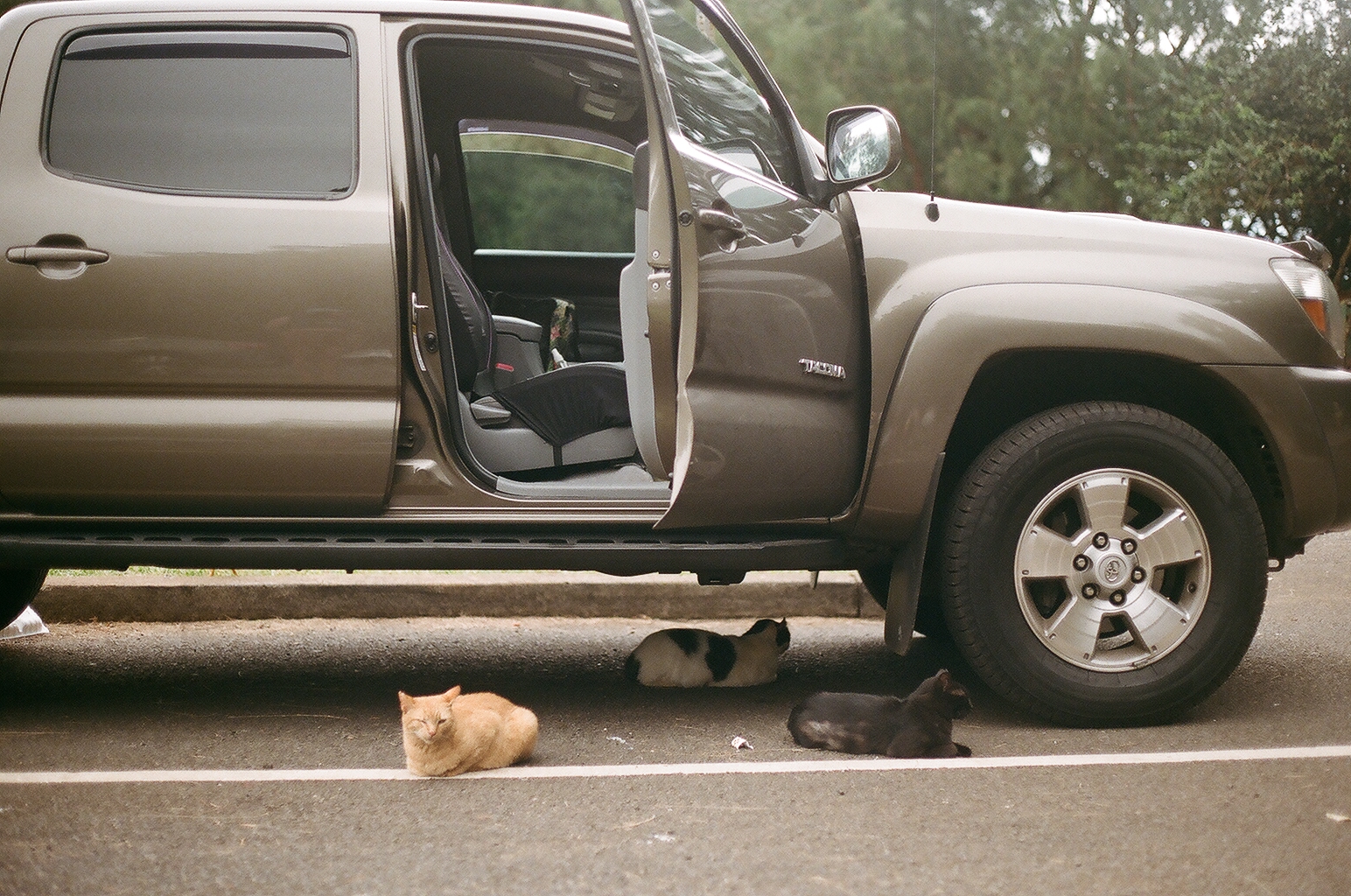 Three cats lounge on the pavement beneath a parked pickup truck with its door open