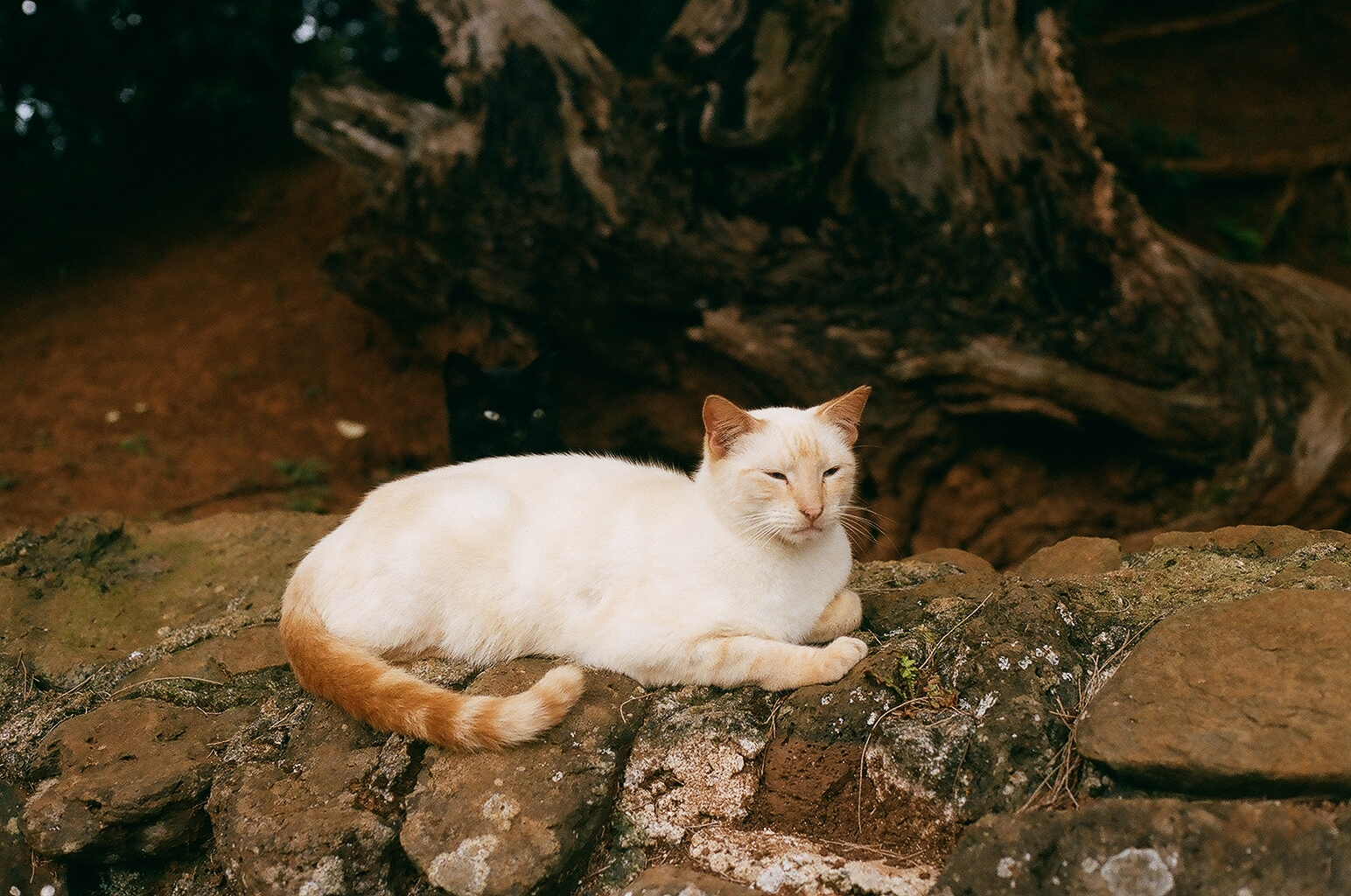 Photograph — Honolulu, Hawaii