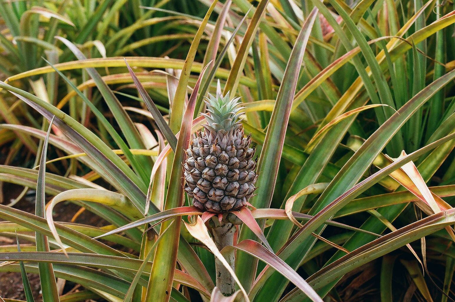 A young pineapple growing at the center of its spiky-leaved plant
