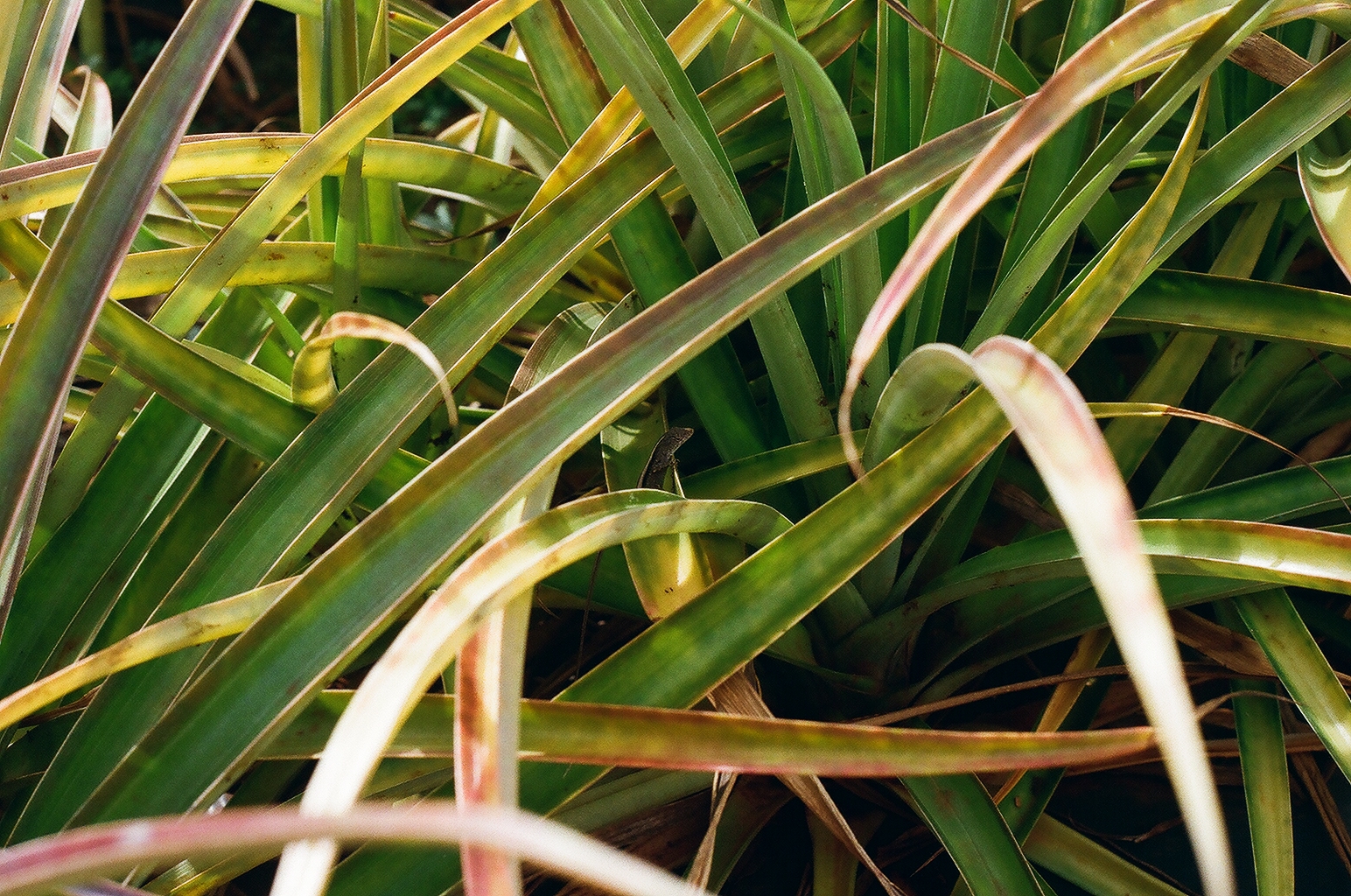 Photograph — Honolulu, Hawaii