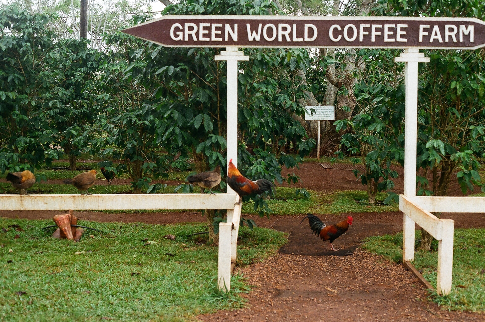 Photograph — Honolulu, Hawaii