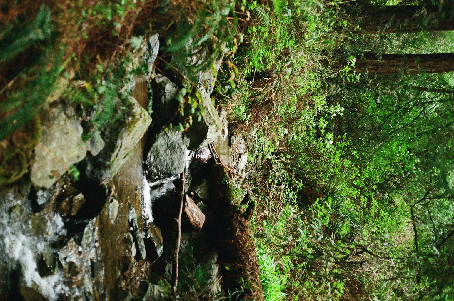 Creek water spilling over mossy rocks beside a fern-lined trail in a redwood forest
