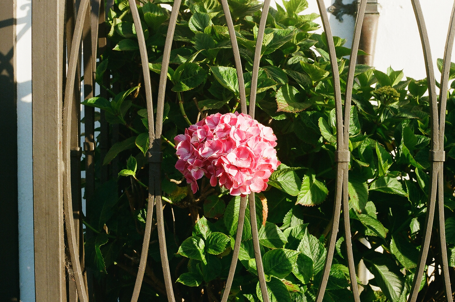 Pink hydrangea bloom poking through the curved bars of a metal gate