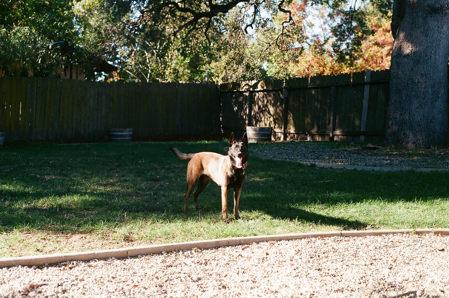 An alert brown dog standing on a backyard lawn beside a wooden fence