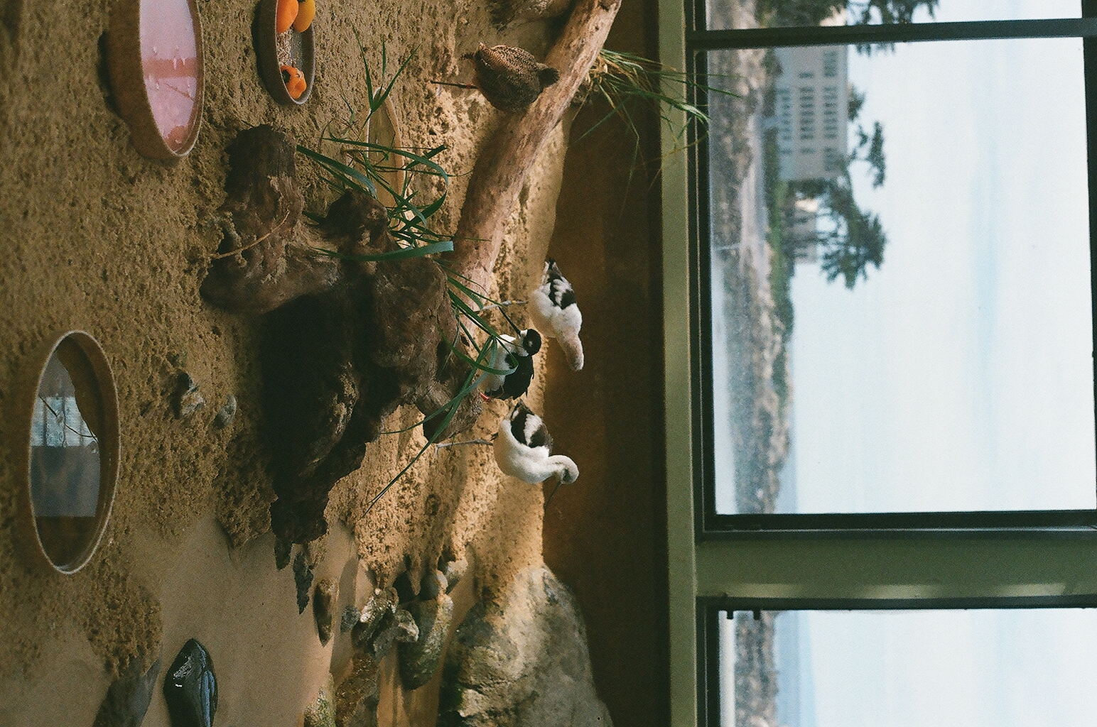 Shorebirds wading through the sandy aviary exhibit at the Monterey Bay Aquarium