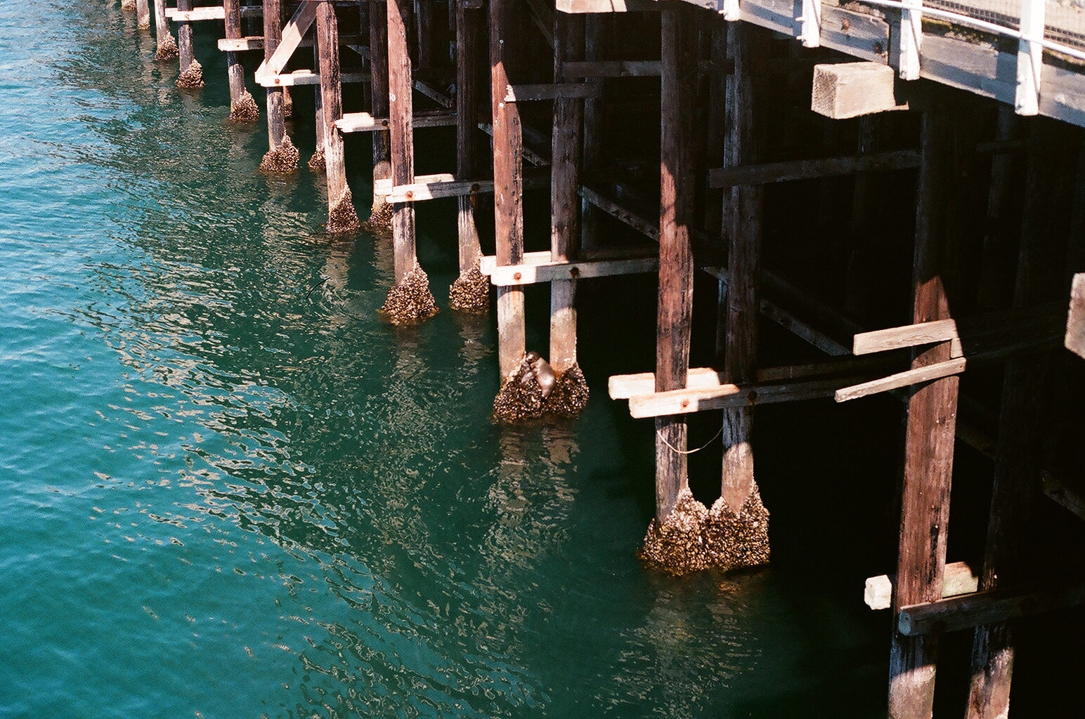 Barnacle-encrusted pilings beneath the Santa Cruz Wharf, a sea lion resting on a crossbeam