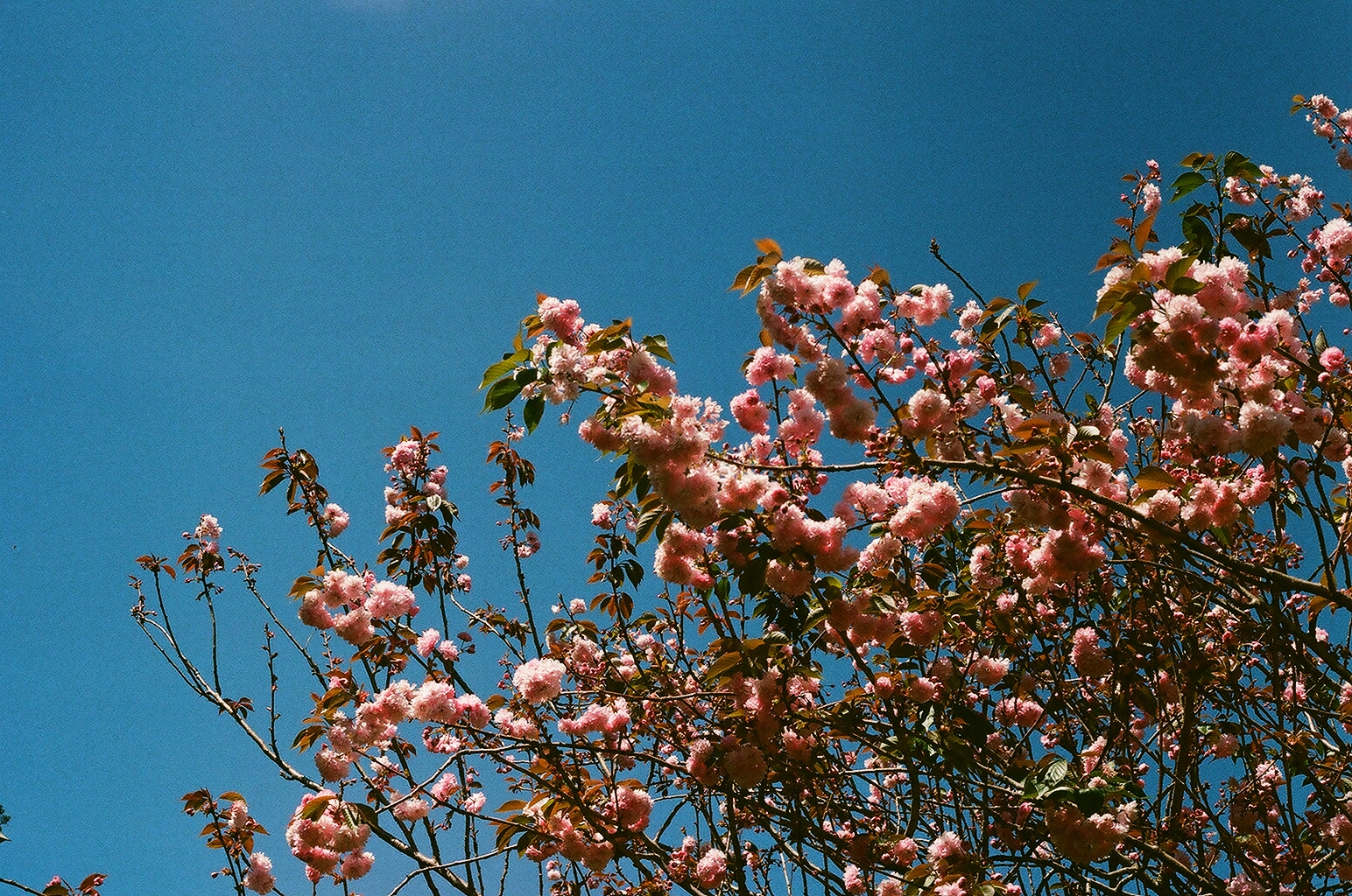 Photograph — San Francisco, CA