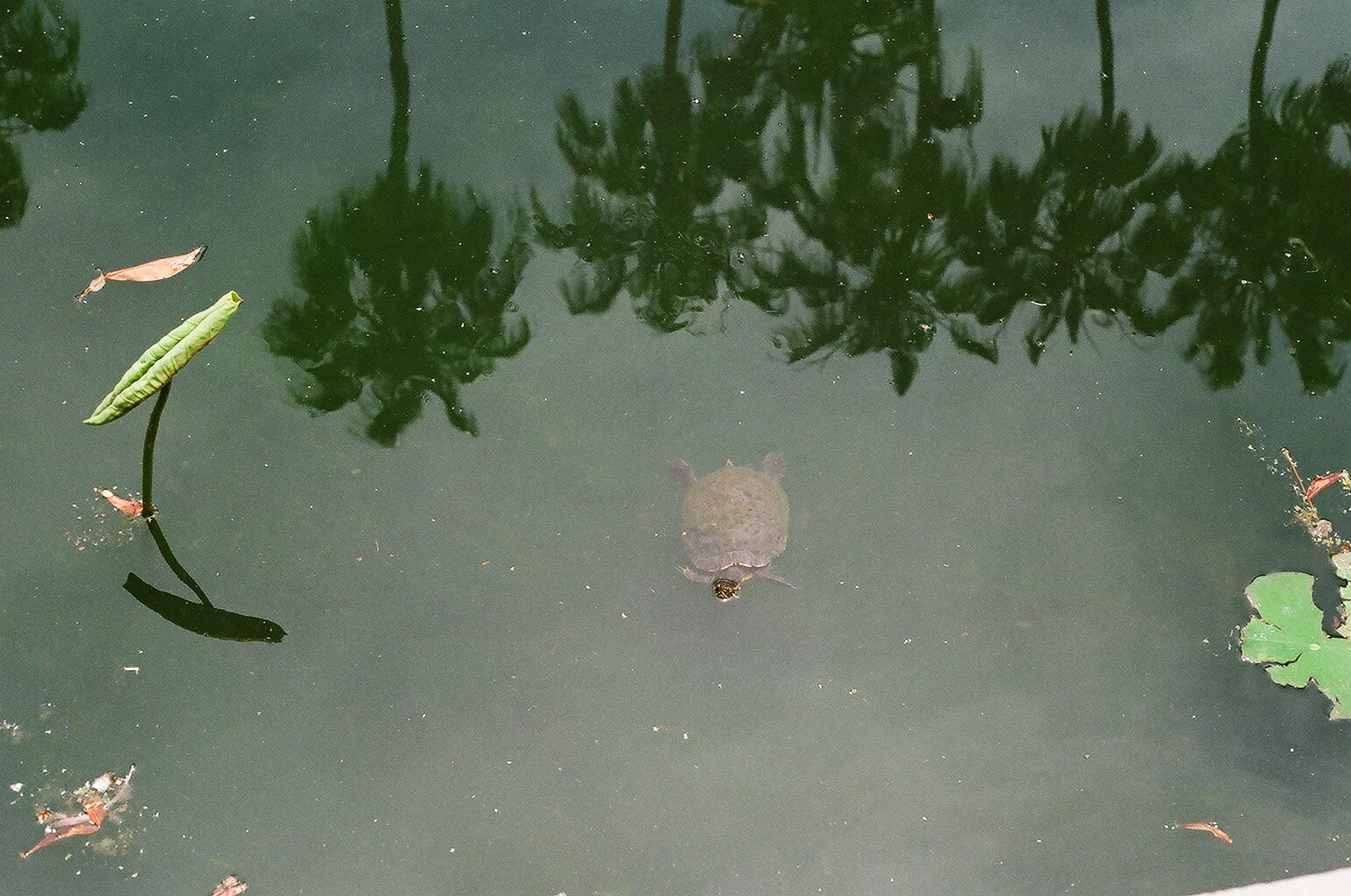 A turtle surfacing among palm-tree reflections in the green water of Echo Park Lake
