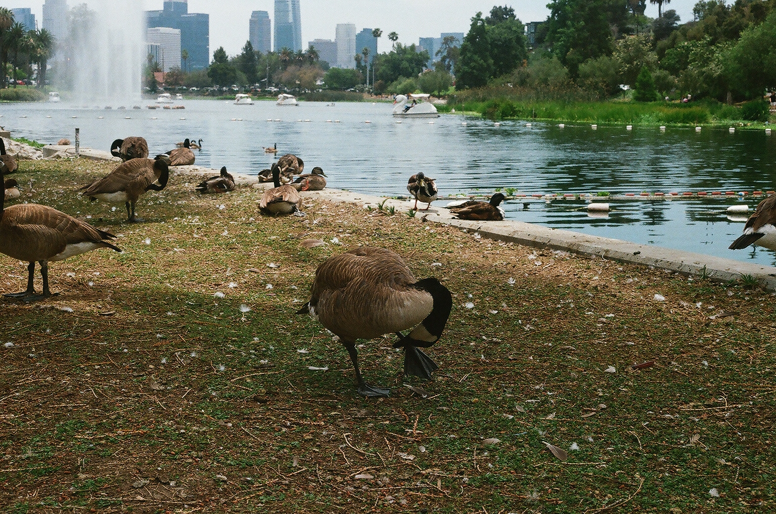Geese and ducks preening on the shore of Echo Park Lake, swan boats and the downtown skyline beyond