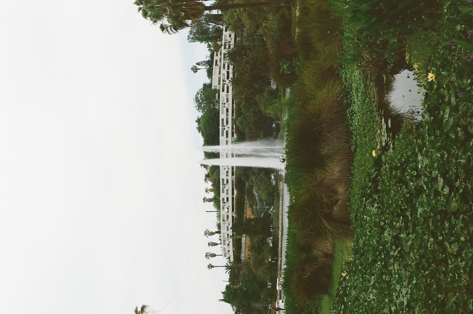 Fountain jets spraying over Echo Park Lake beyond banks of lotus leaves and palms