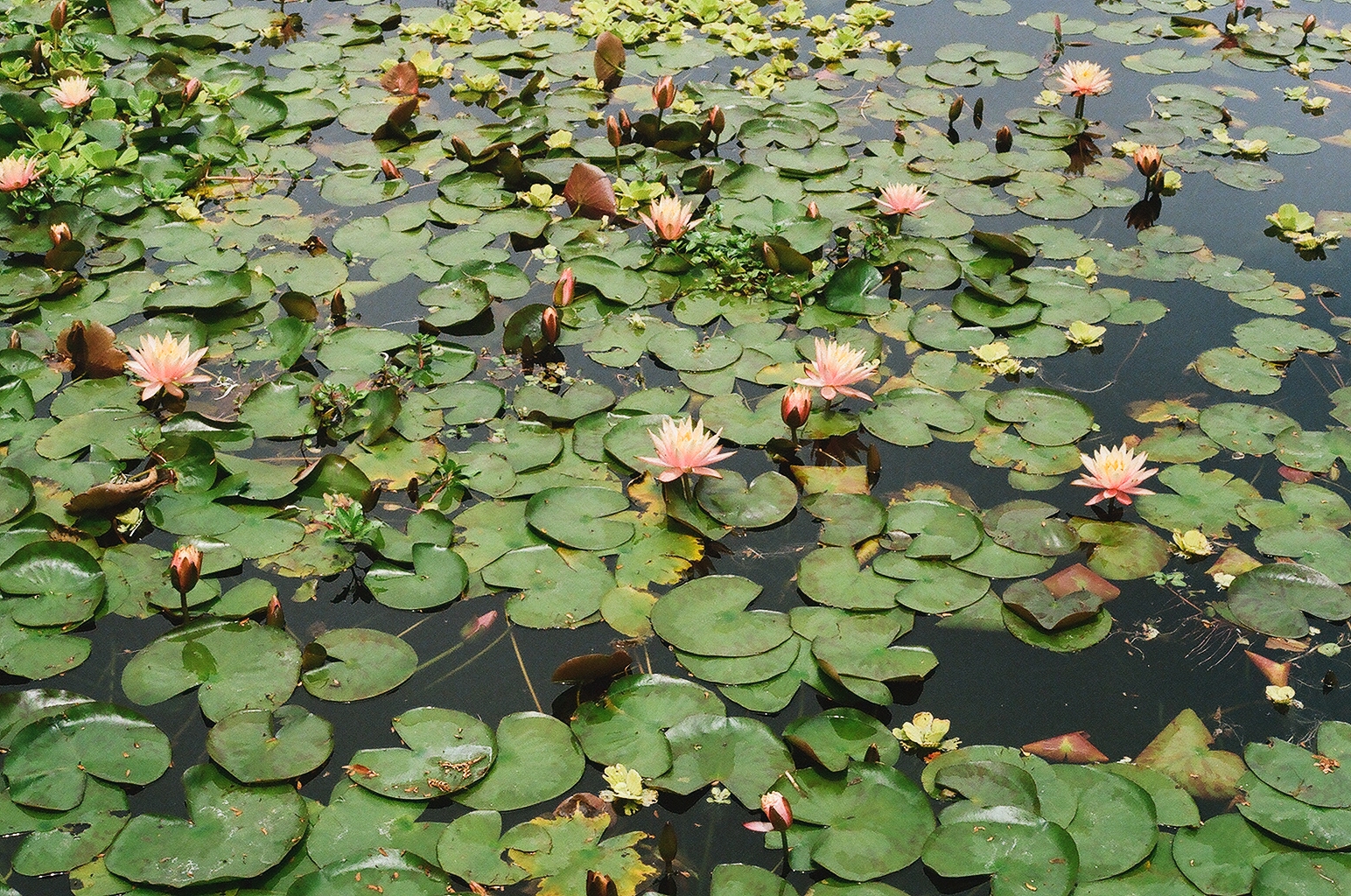 Pink water lilies blooming among crowded lily pads on dark pond water