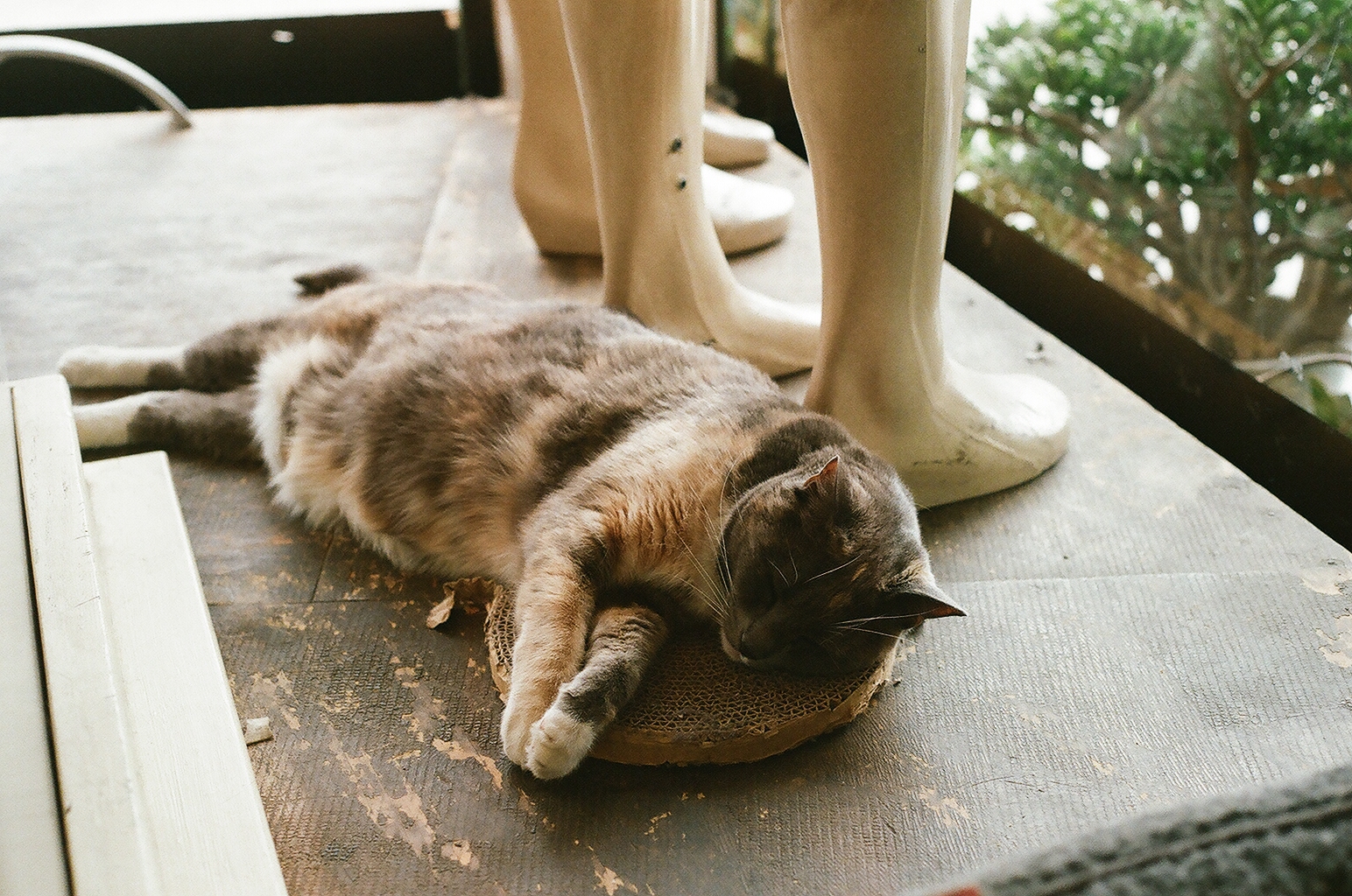 Photograph — Los Angeles, CA