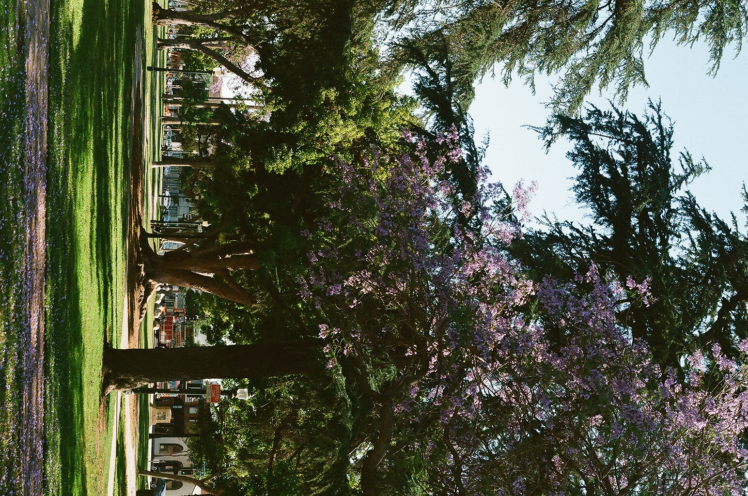 Jacaranda tree in full purple bloom scattering blossoms across a green lawn
