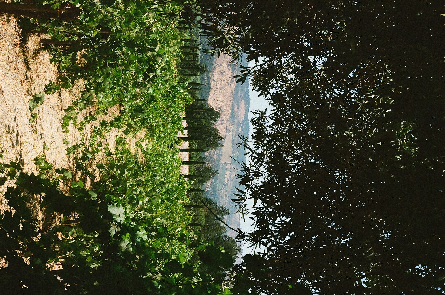 Photograph — Napa Valley, CA