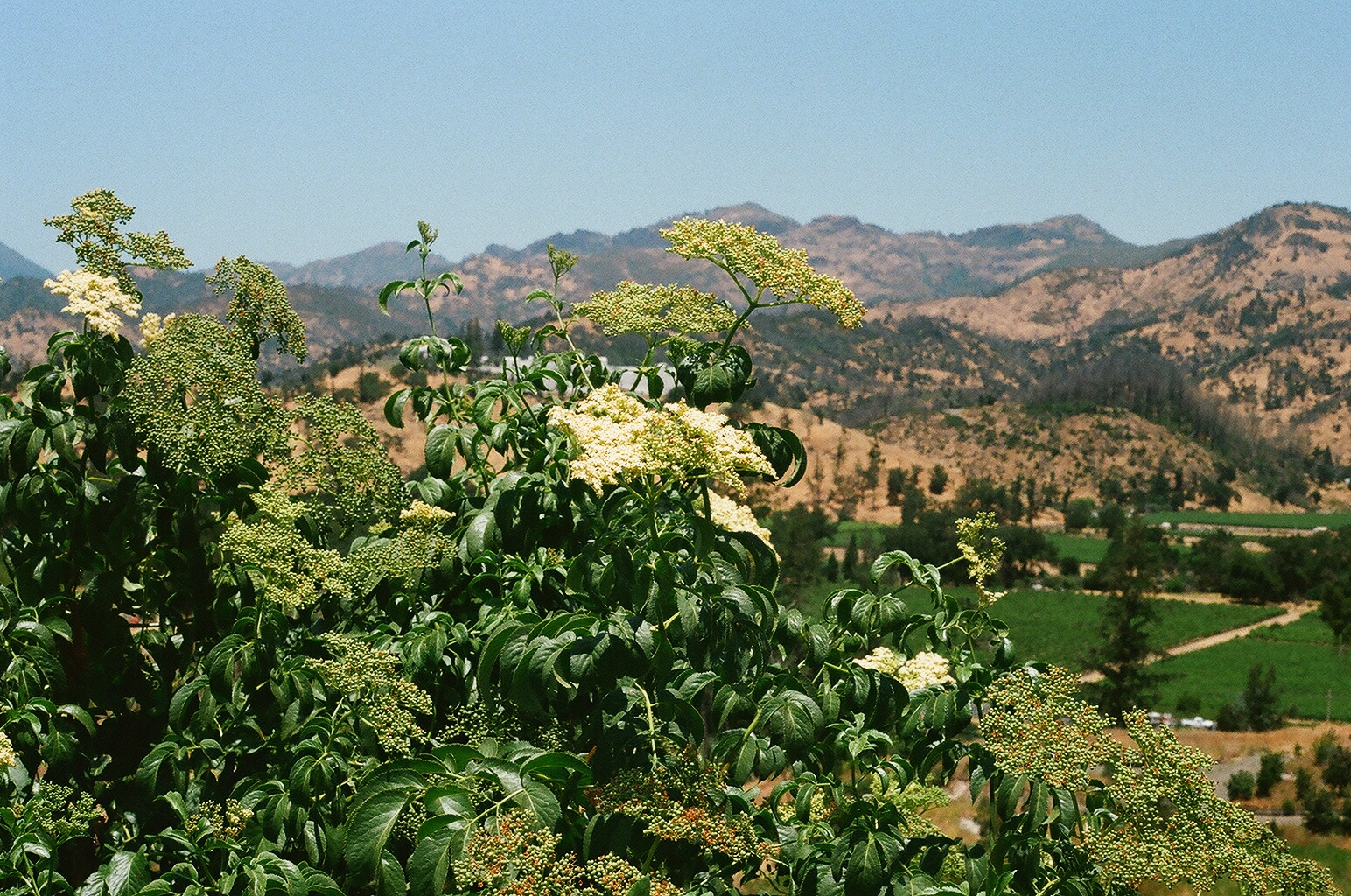 Photograph — Napa Valley, CA