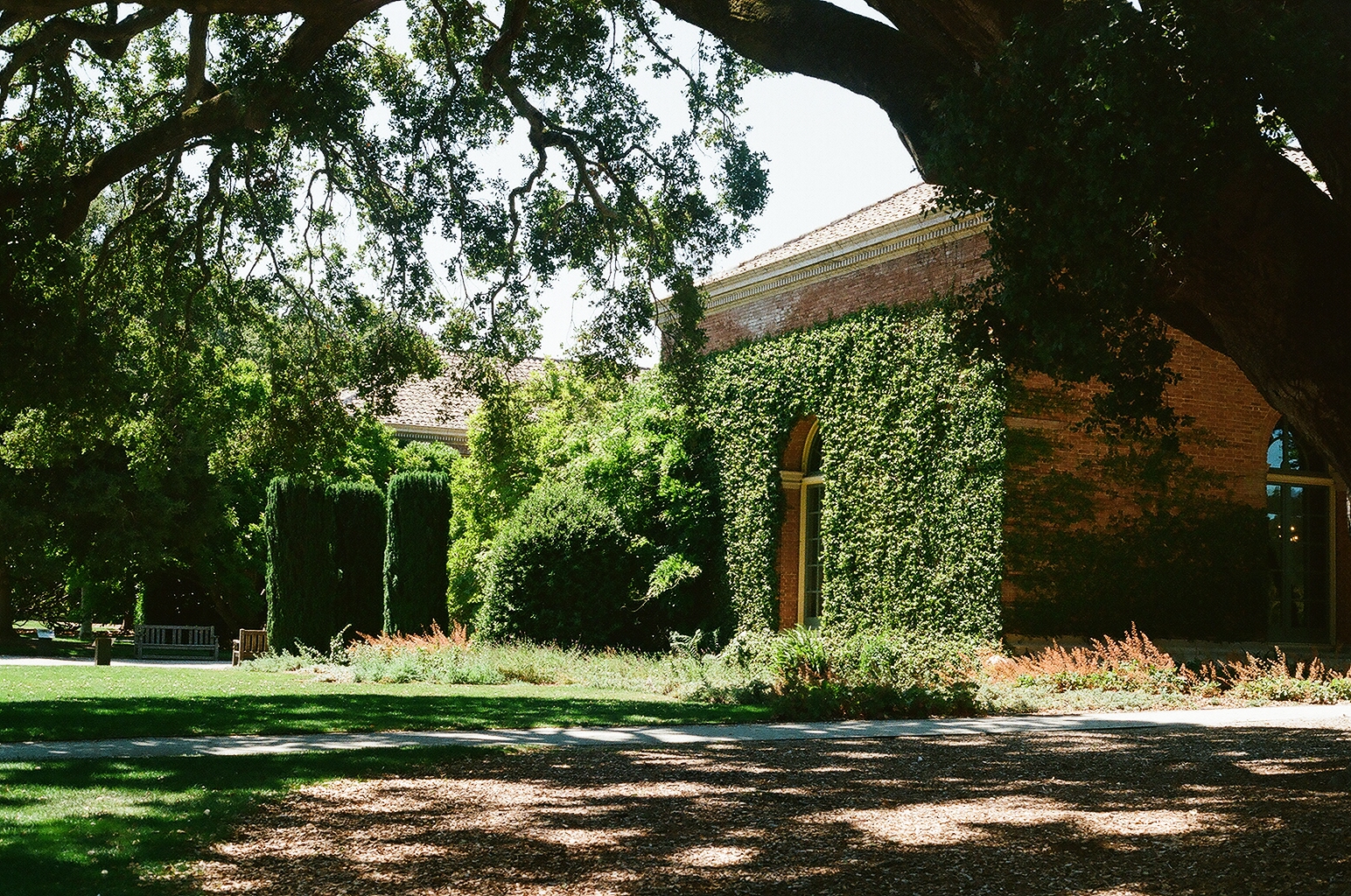 Ivy-covered brick wing of the Filoli house framed by a sprawling oak