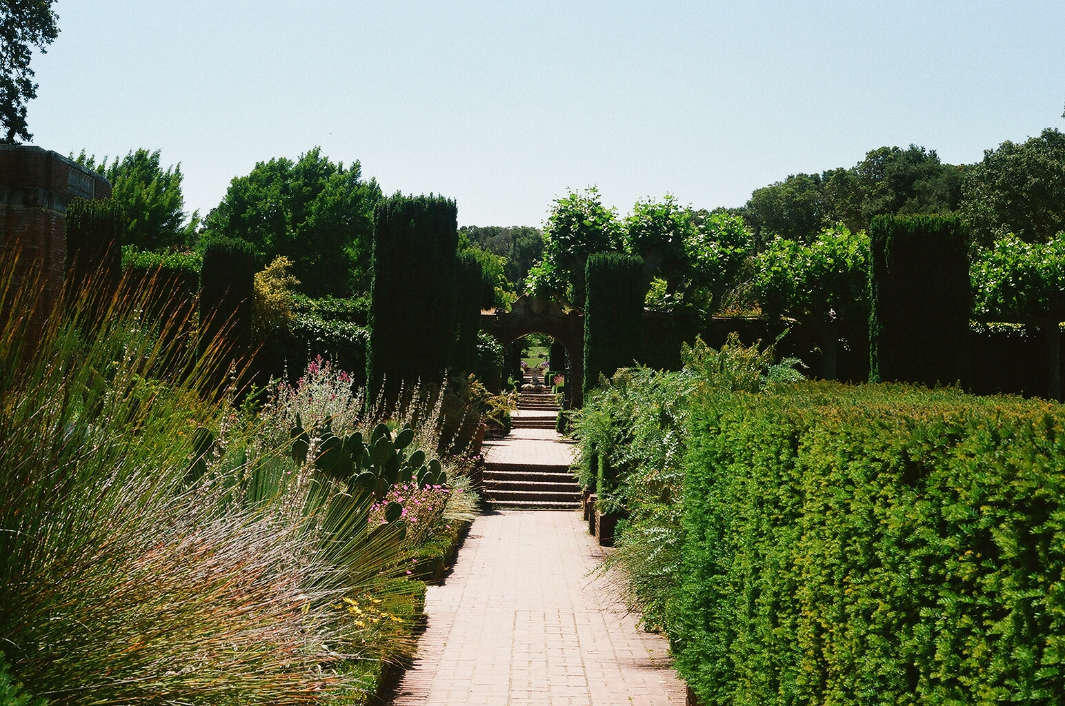 Brick path between clipped yew hedges leading to an arched garden gate at Filoli