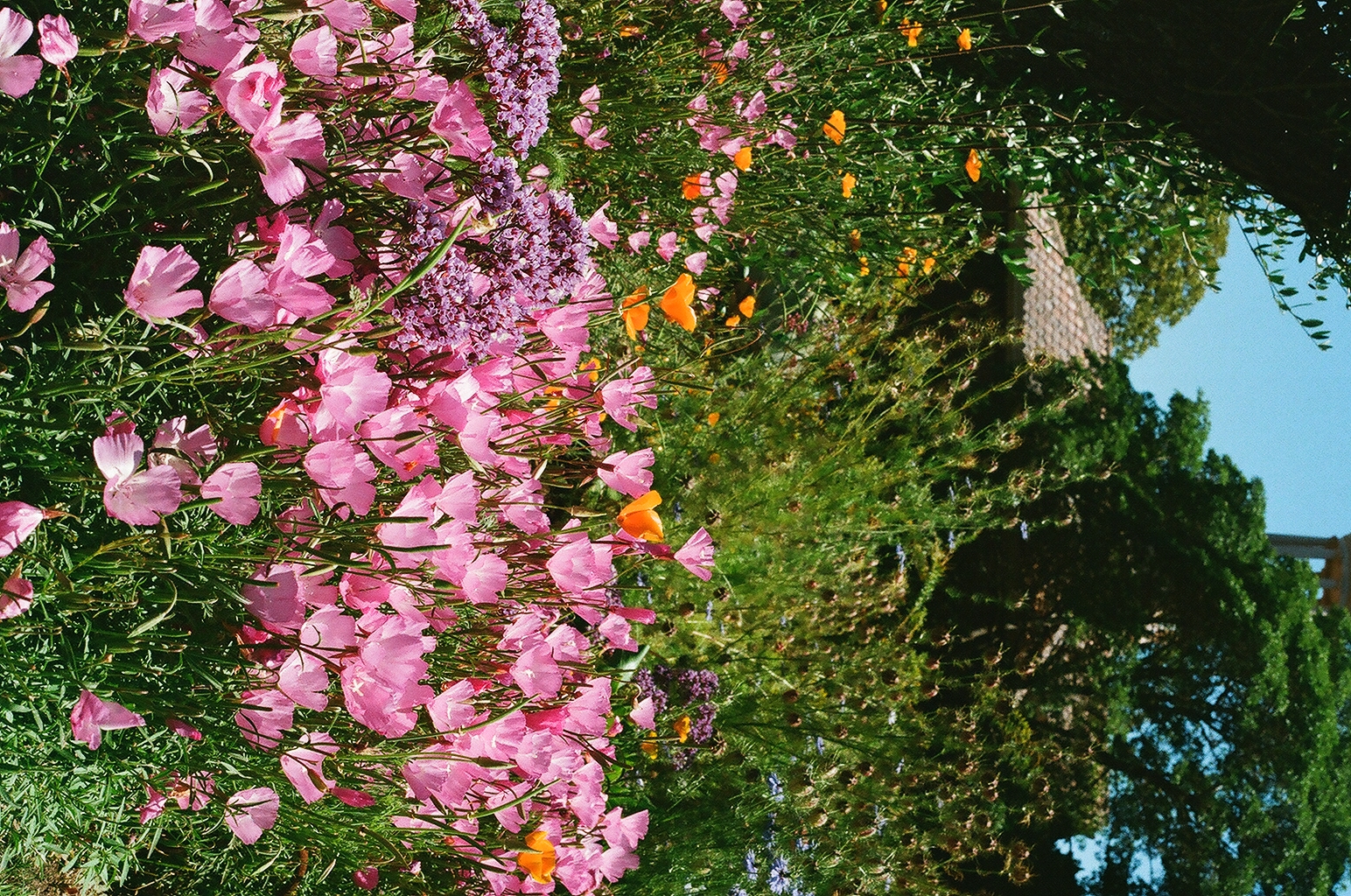 Photograph — Woodside, CA