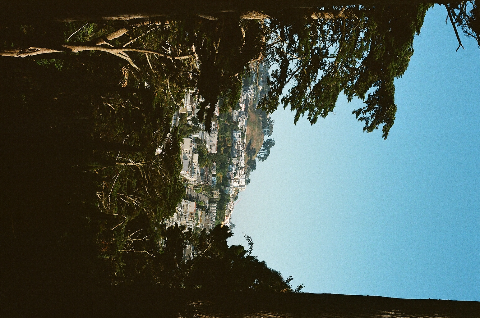 Hillside rooftops of San Francisco seen through dark cypress branches