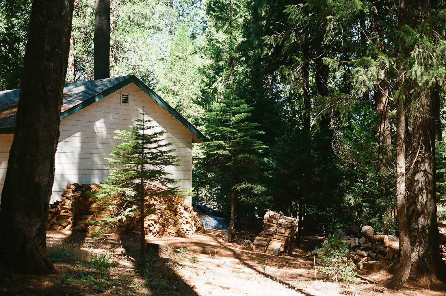 White cabin with green trim among tall pines, firewood stacked against its wall