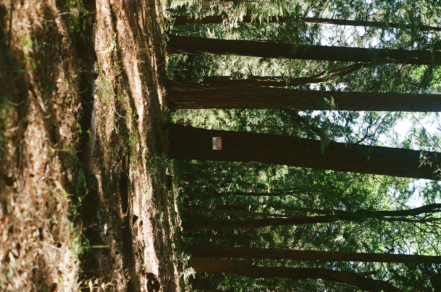 Tall pine trunks in a sunlit forest, one bearing a small red warning sign