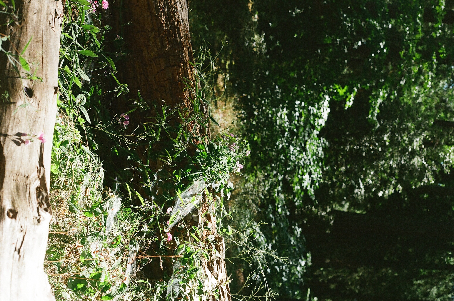 Photograph — Pollock Pines, CA