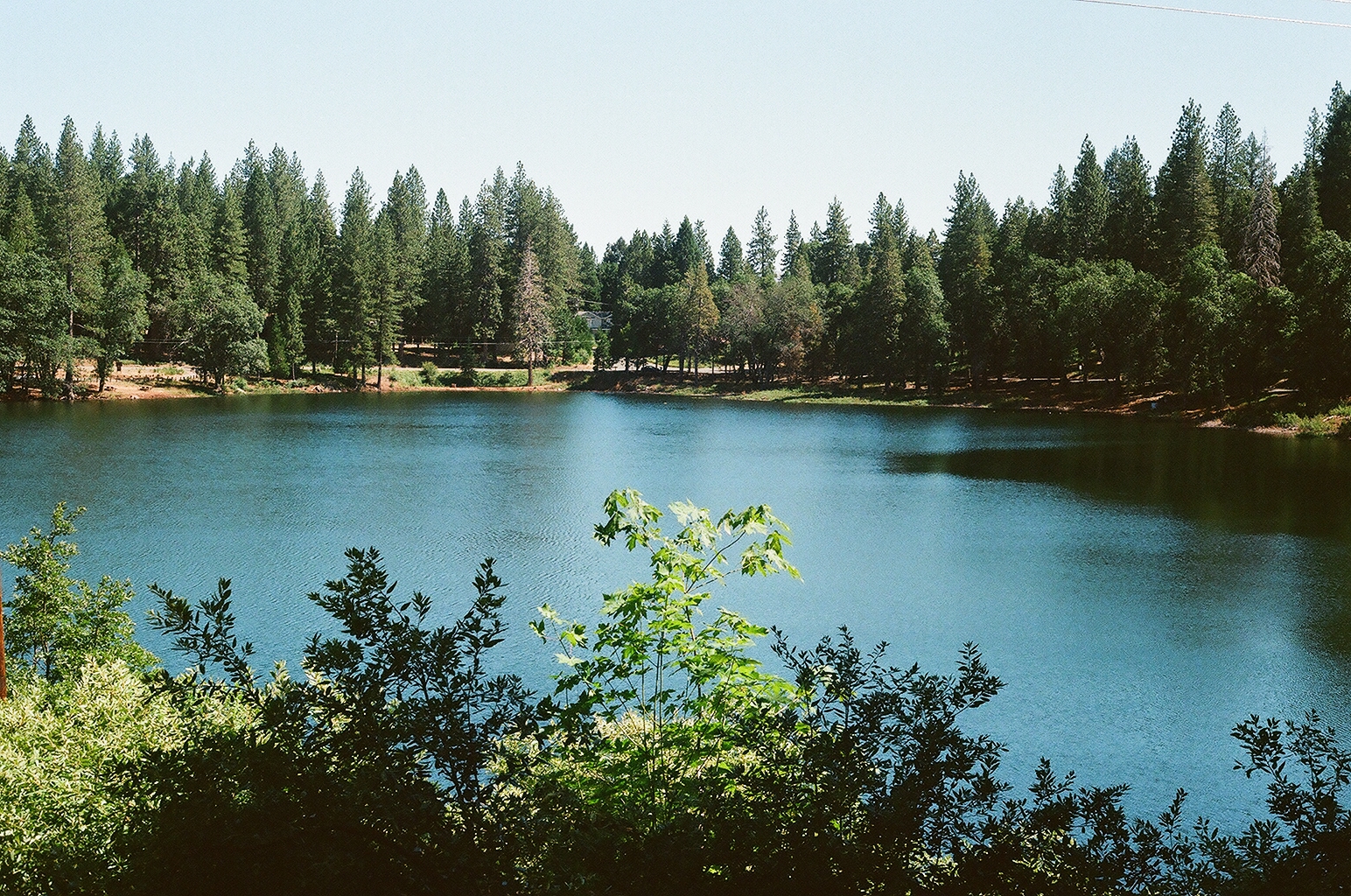 Blue pond ringed by pines under a hazy summer sky